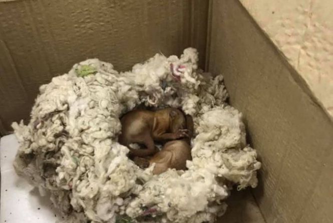 Лісова пожежа у Чорнобилі: показали зворушливі фото врятованих більчат та уцілілих тварин