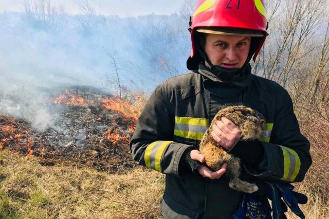 З пожежі в Чорнобилі врятували більчат: зворушливі фото уцілілих тварин - фото 398047