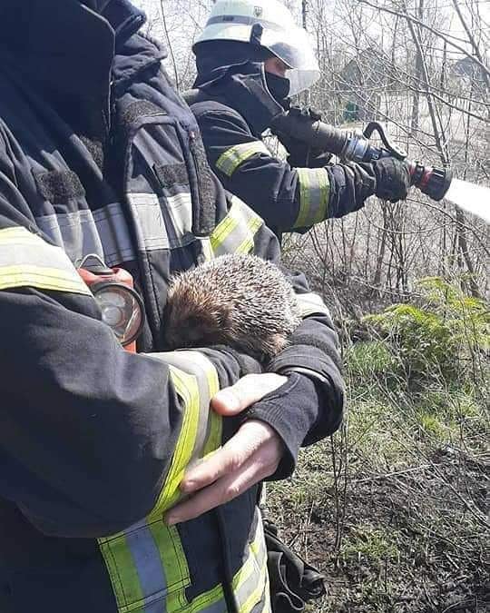 З пожежі в Чорнобилі врятували більчат: зворушливі фото уцілілих тварин - фото 398048