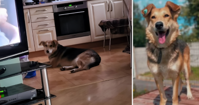 Для ще однієї собаки знайшли люблячий дім