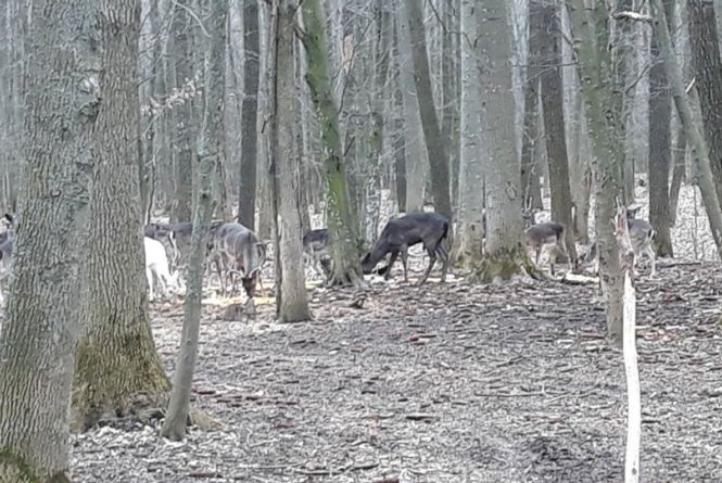 На Вінниччині в лісах живуть лані. Лісівники виклали цікаве відео