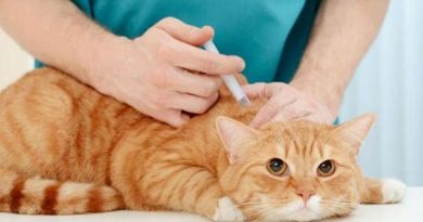 У Вінниці безкоштовно вакцинують домашніх тварин від сказу: графік щеплень на травень