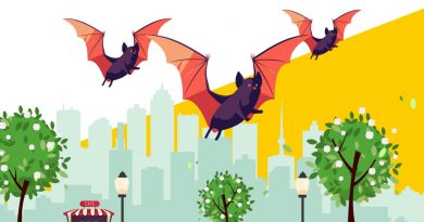 Понад сотню кажанів повернуть у дику природу після реабілітації