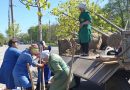 Весняна кампанія озеленення у Вінниці добігає кінця — висадили майже 250 саджанців