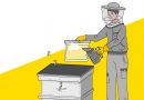 Вінницька міська рада й надалі сприяє розвитку бджільництва, надаючи підтримку місцевим пасічникам