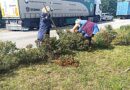 У Деснянському старостинському окрузі висадили 40 кущів спіреї та хризантем